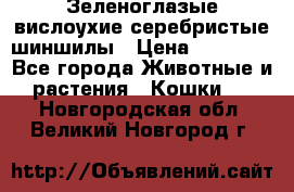 Зеленоглазые вислоухие серебристые шиншилы › Цена ­ 20 000 - Все города Животные и растения » Кошки   . Новгородская обл.,Великий Новгород г.